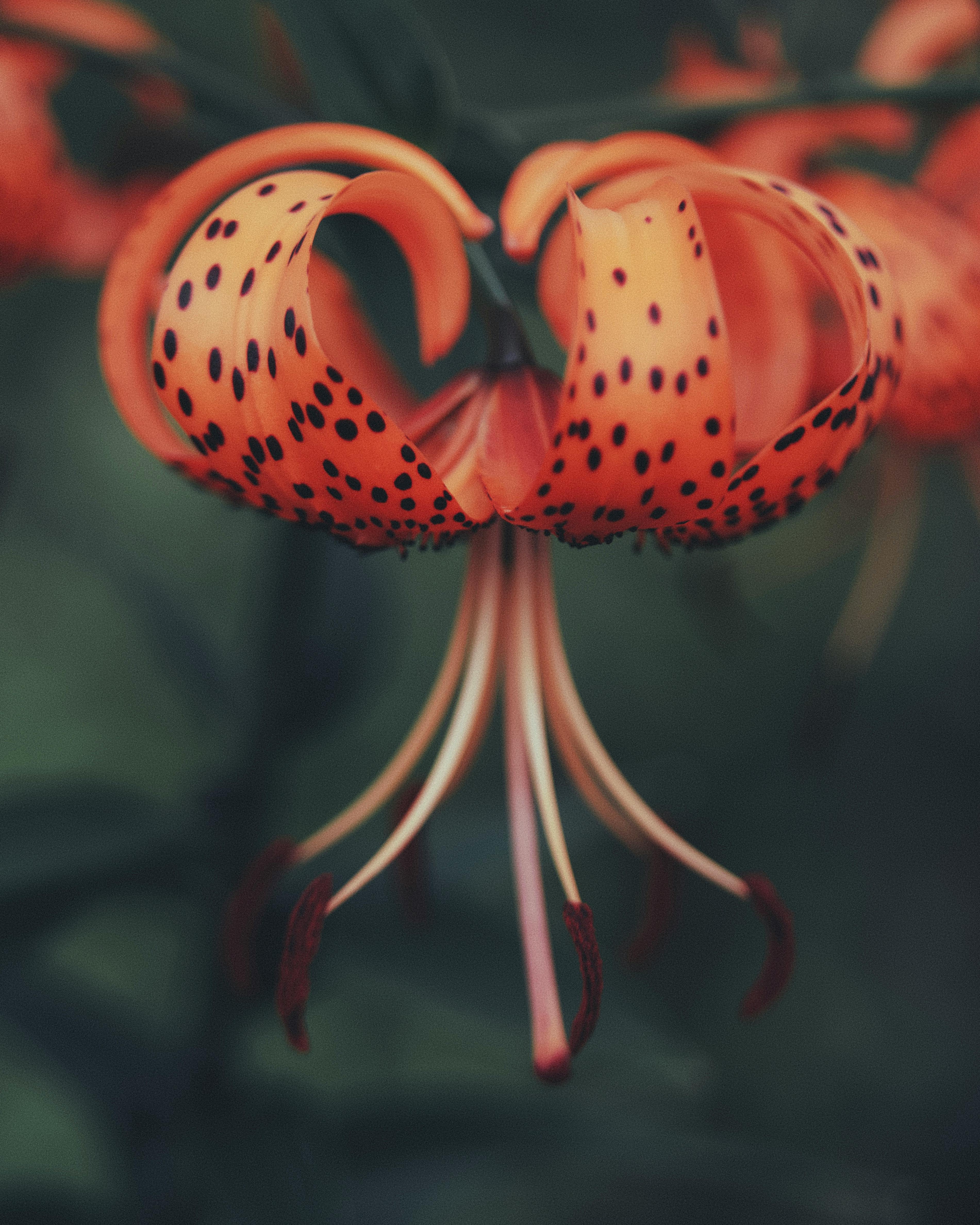 A detailed close-up of a vibrant orange tiger lily with striking black spots and curving petals.