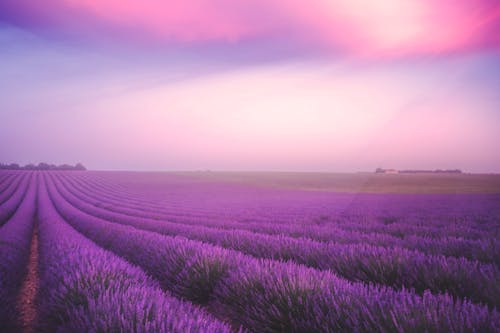 Free stock photo of blooming lavender, france, lavender