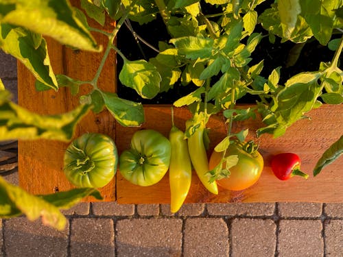 Free Unripe Tomatoes and Green Peppers Stock Photo