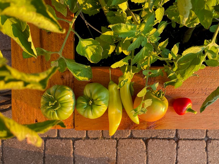 Unripe Tomatoes And Green Peppers