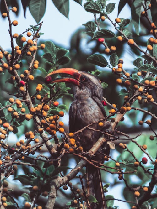 Hornbill eating small fruits on tree in summer