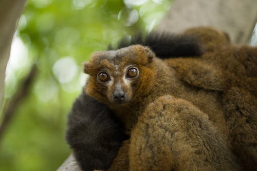 Free Close-up Photo of a Red-bellied Lemur Stock Photo