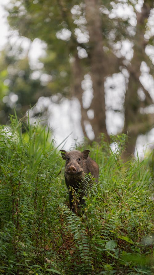 Gratis Foto stok gratis babi liar, binatang, di luar rumah Foto Stok