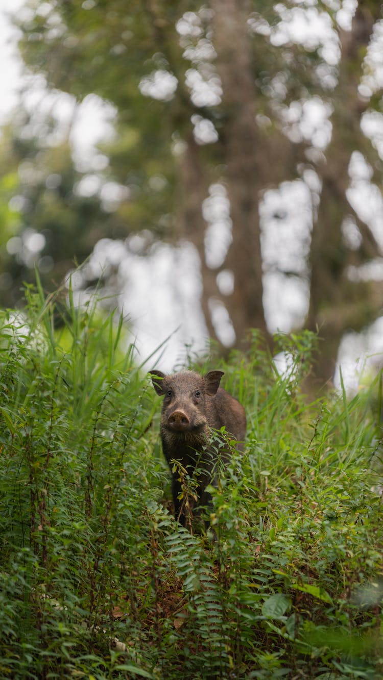 A Hog In The Forest