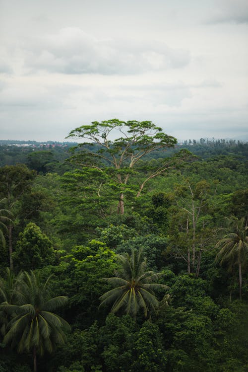 Ingyenes stockfotó drónfelvétel, drónfotózás, dzsungel témában