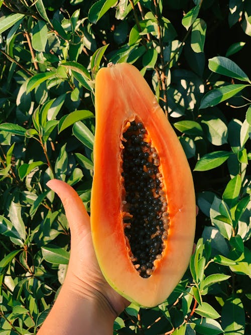 Free Close-Up Shot of a Person Holding a Sliced Papaya Stock Photo