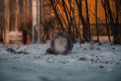 A Cat on a Snow Covered Ground