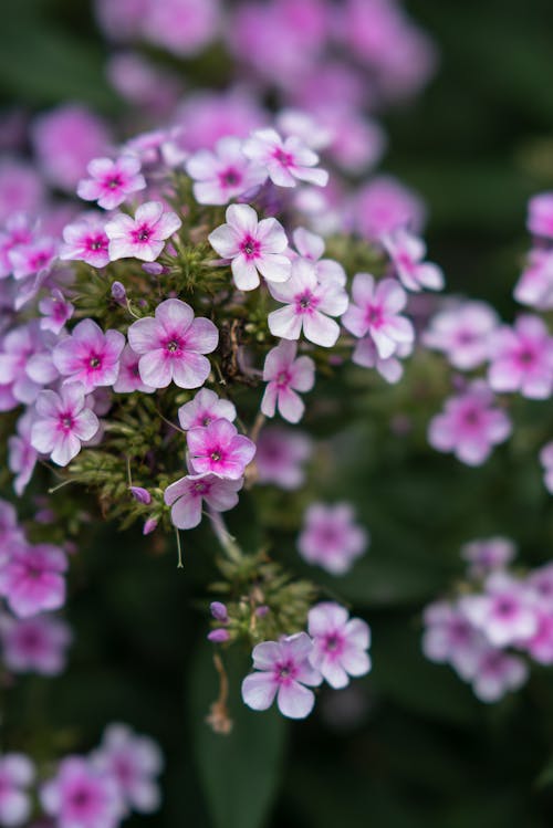 Blooming flower in summer garden