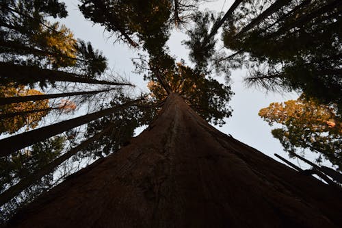 Worm's-eye view of Forest Trees