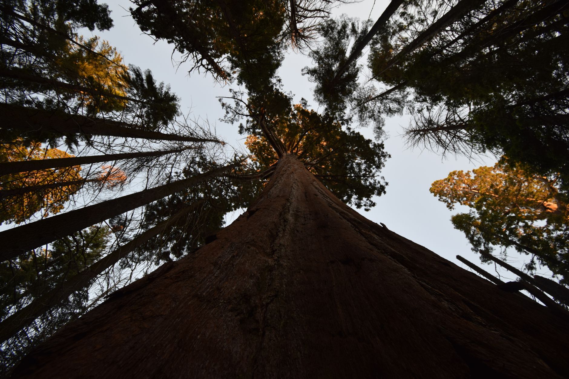 Why the Giant Sequoias Grow Only Here: The Precise Geography Behind the World's Largest Trees