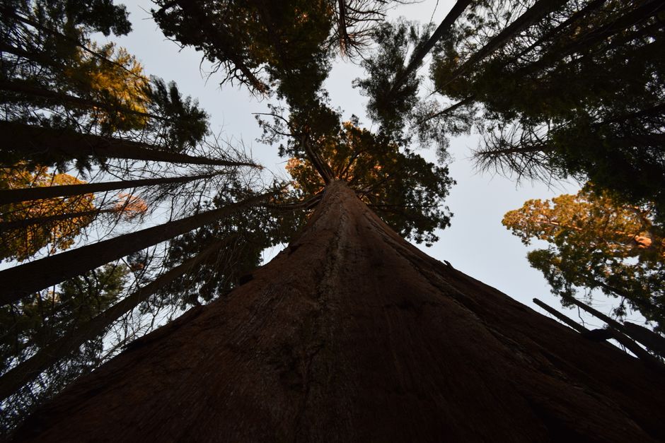 Worm's eye view looking up through towering conifer trees — large tree arborist service Surrey BC