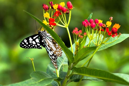 bluetiger 나비, 꽃에 앉은 나비, 나비의 무료 스톡 사진