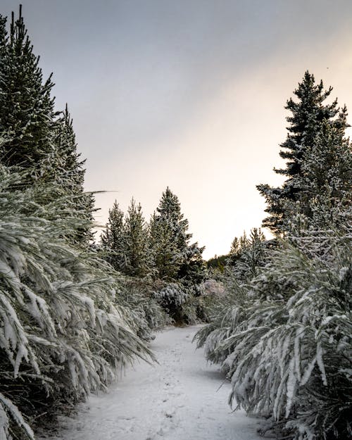 下雪的天氣, 凍結的, 垂直拍摄 的 免费素材图片