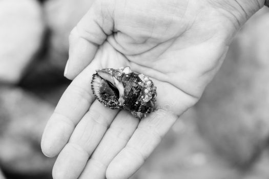 A black-and-white close-up of a hand holding a seashell with barnacles.