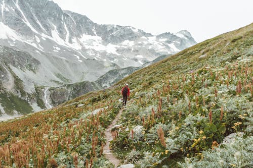 Unrecognizable hiker walking on green hill with plants near snowy mountains in daylight