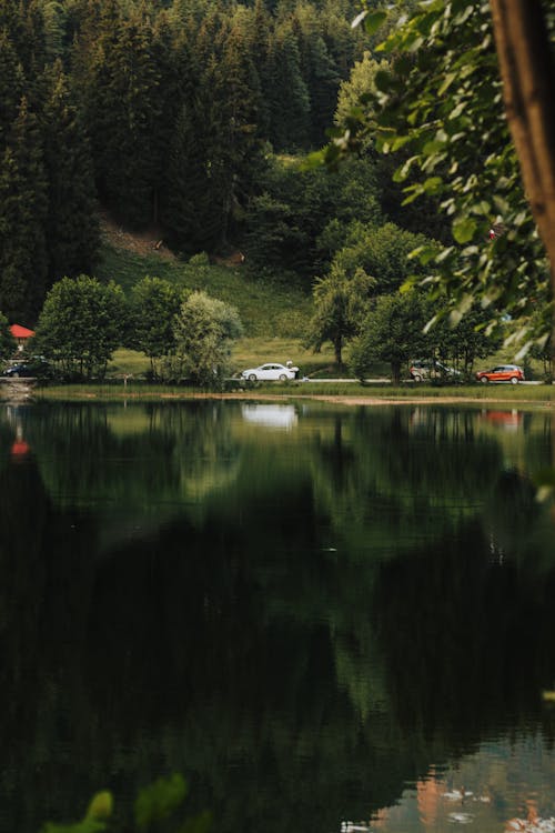 Reflection of Green Trees and Moving Cars on the Lake