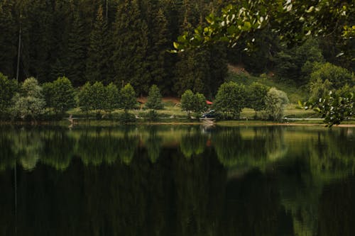 Reflection of Trees on a Calm Lake