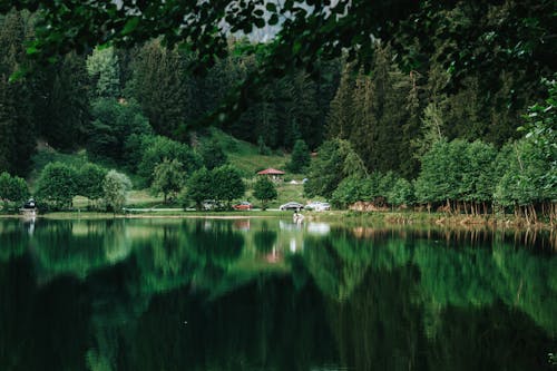 Imagine de stoc gratuită din arbori, calm, codru