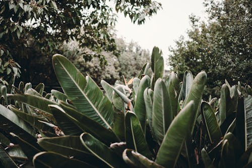 Green tropical leaves of exotic plant growing in forest among trees in daylight