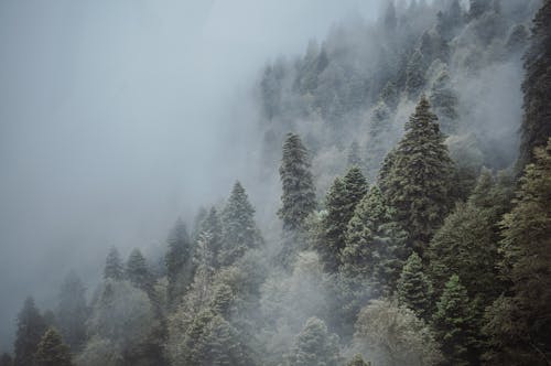 Picturesque view of coniferous forest growing on mountain slope on height in daylight