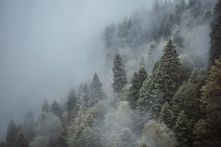 Fog drifting through a pine forest, photo by Elena Saharova on Pexels
