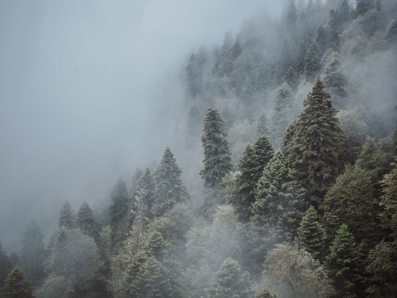 Thick cloud drifting through tall conifer trees on a steep forested mountainside