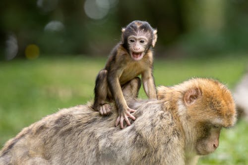 Dois Macacos Na Grama