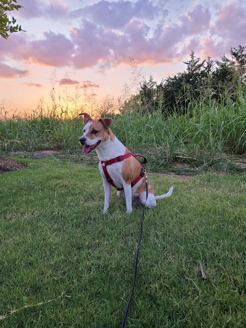 Imagine de stoc gratuită din adorabil, animal de casă, animal domestic