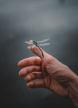 捕捉栖息在人类手上的蜻蜓在自然环境中的宁静时刻