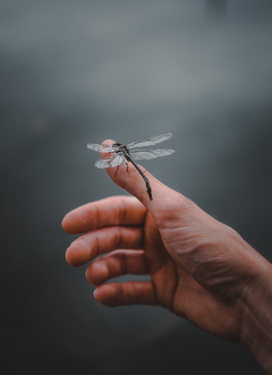 Person Holding Black and White Dragonfly