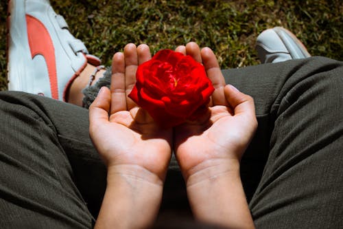 Free Red Rose on Top of a Person's Palms  Stock Photo
