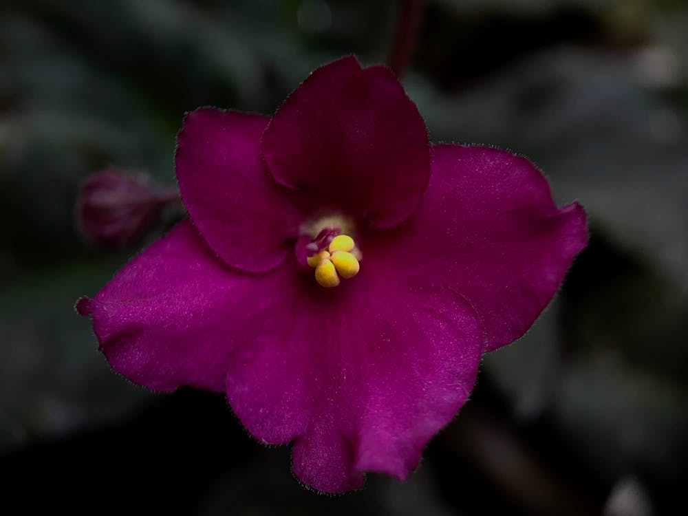 Free stock photo of close-up, flower, nature