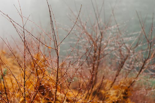 Kostenloses Stock Foto zu äste, regen, regentropfen