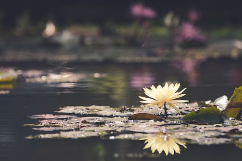 A Blooming Water Lily