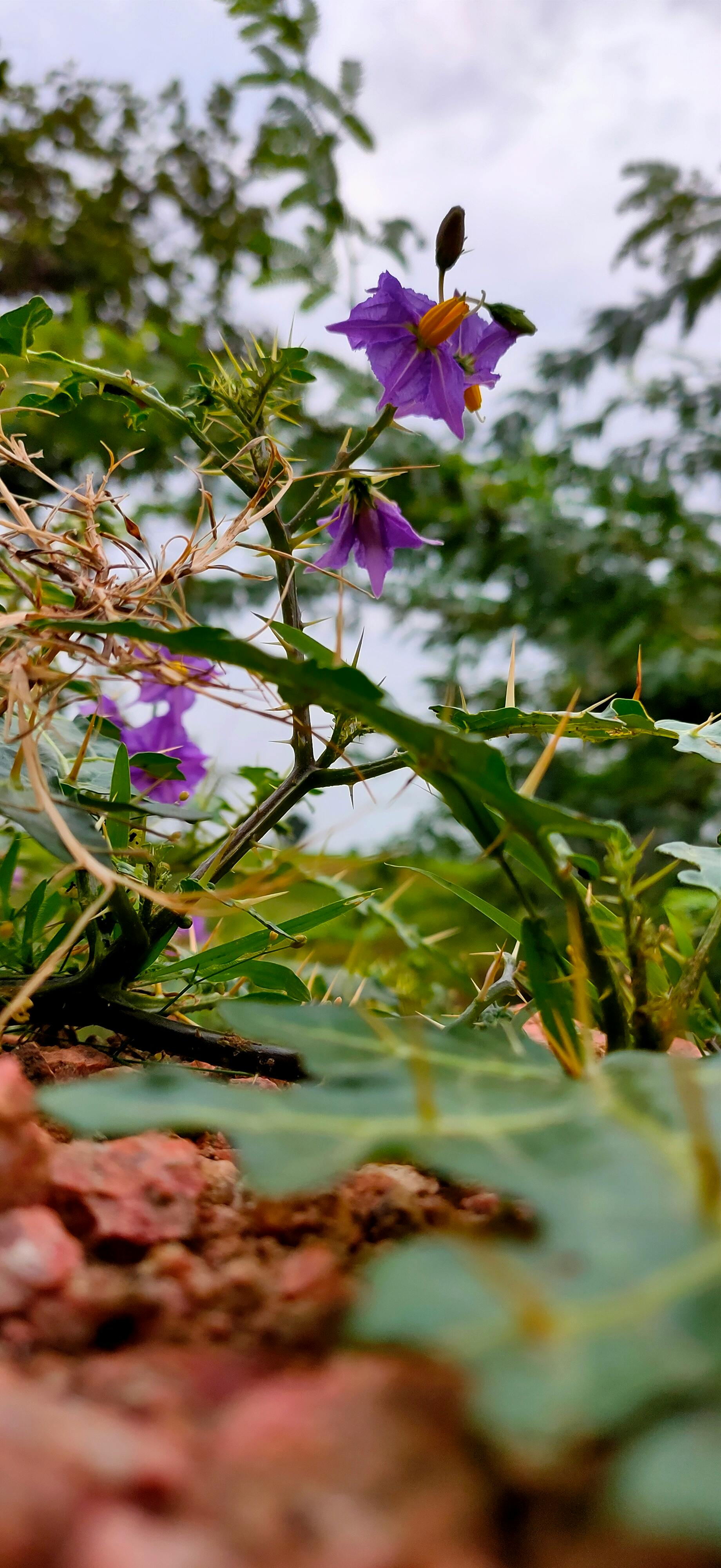 Professional Website