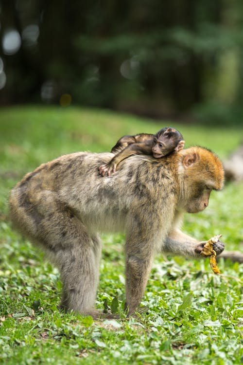 Black Baby Monkey on Top of Brown Monkey Standing on Green Grass