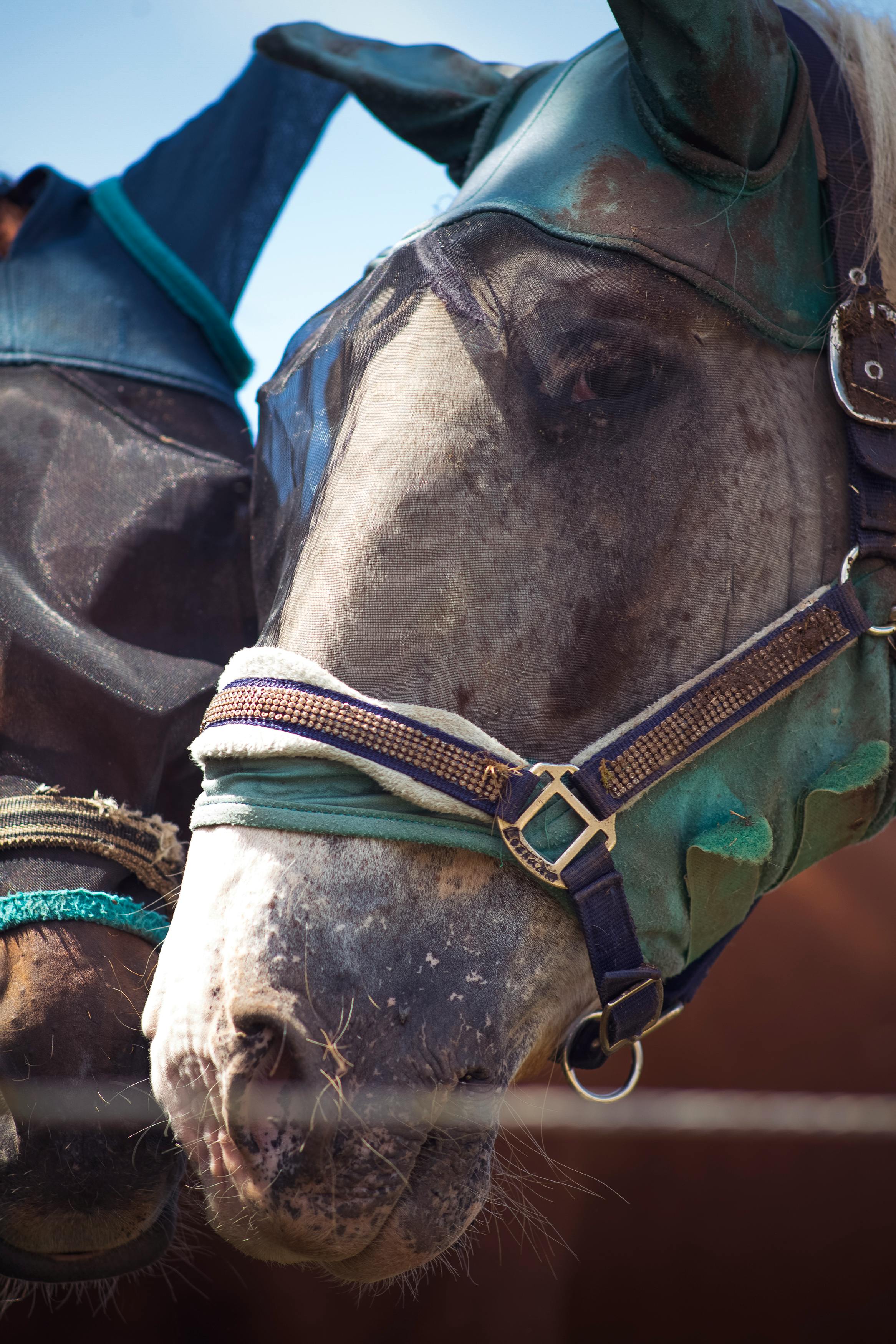 Detailed close-up of two horses wearing protective gear outdoors.