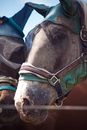 Horses with Halters
