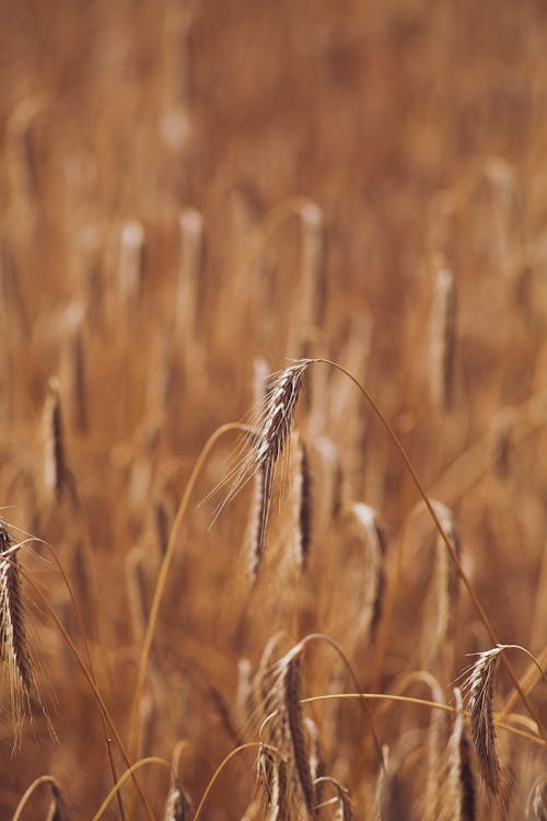 Free Photo of a Wilted Wheat Field Stock Photo