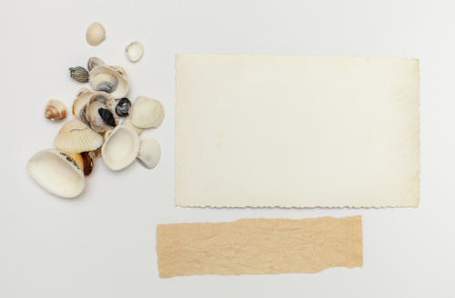 Overhead Shot of Shells beside a Blank Piece of Paper