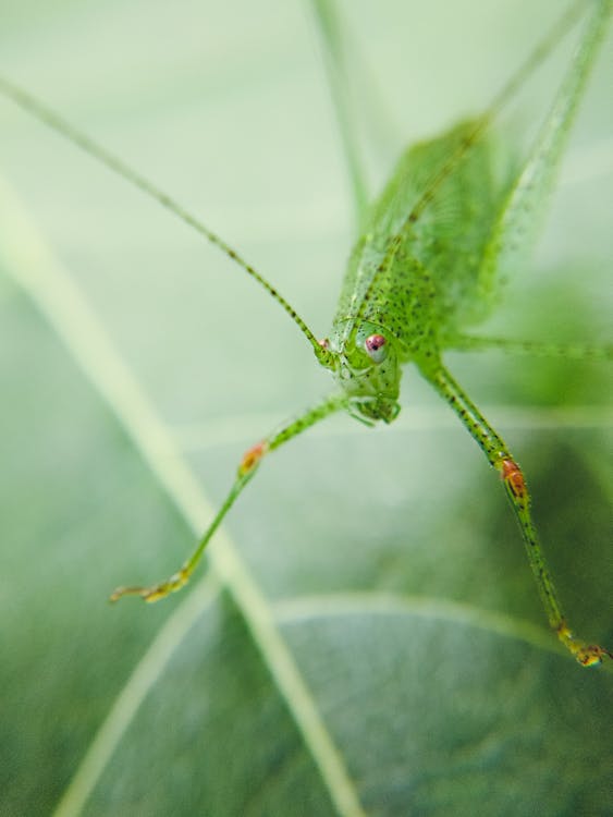 動物, 天線, 無脊椎動物 的 免费素材图片