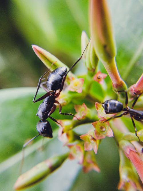 Základová fotografie zdarma na téma bezobratlí, biologie, detail