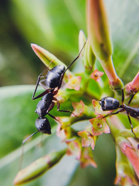 Macro Photography of Ants