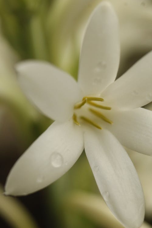 Close-Up Shot of White Lily in bloom
