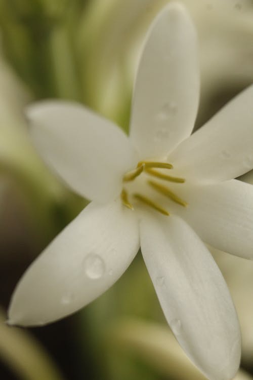 Foto d'estoc gratuïta de creixement, delicat, flor blanca