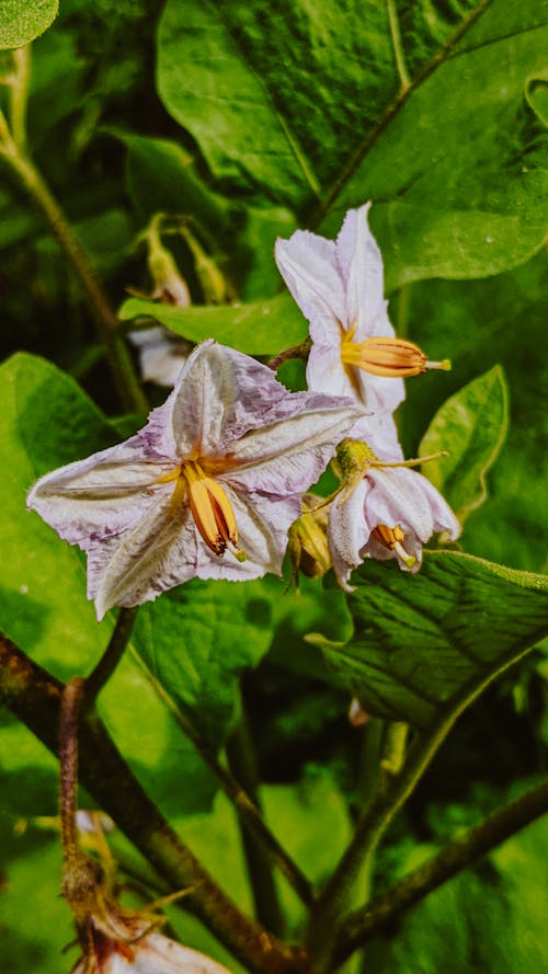 Δωρεάν στοκ φωτογραφιών με solanaceae, βοτανώδης, γκρο πλαν