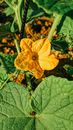 Orange Flower with Green Leaves on the Ground