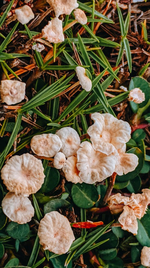 Free Overhead Shot of Mushrooms Stock Photo