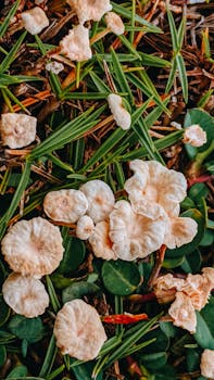 Detailed view of white mushrooms growing on grass, showcasing nature's beauty.