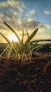 Green Plant on Brown Soil